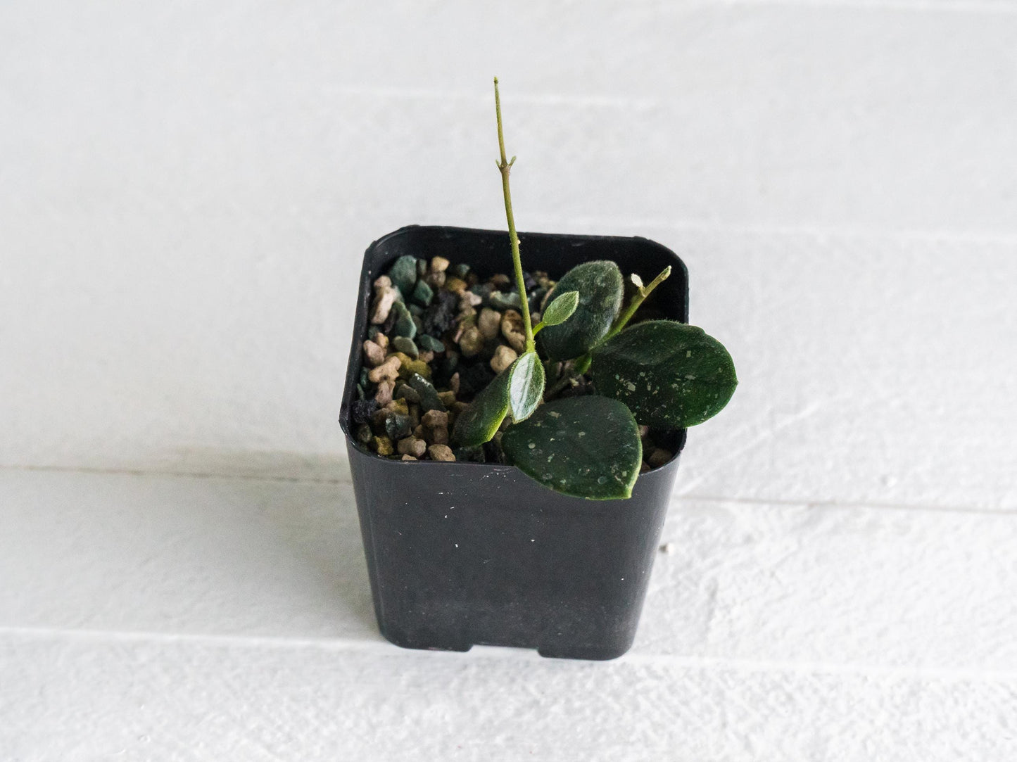 Hoya 'Lotus Bena' | 2-Inch