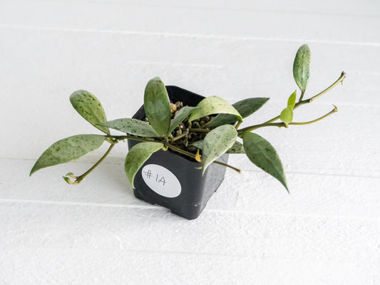 Hoya lacunosa 'Silver Lime' | 2-Inch