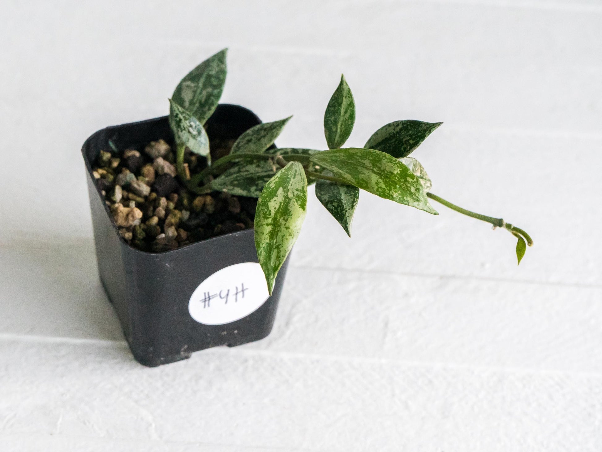 Hoya lacunosa 'Silver Lime' | 2-Inch