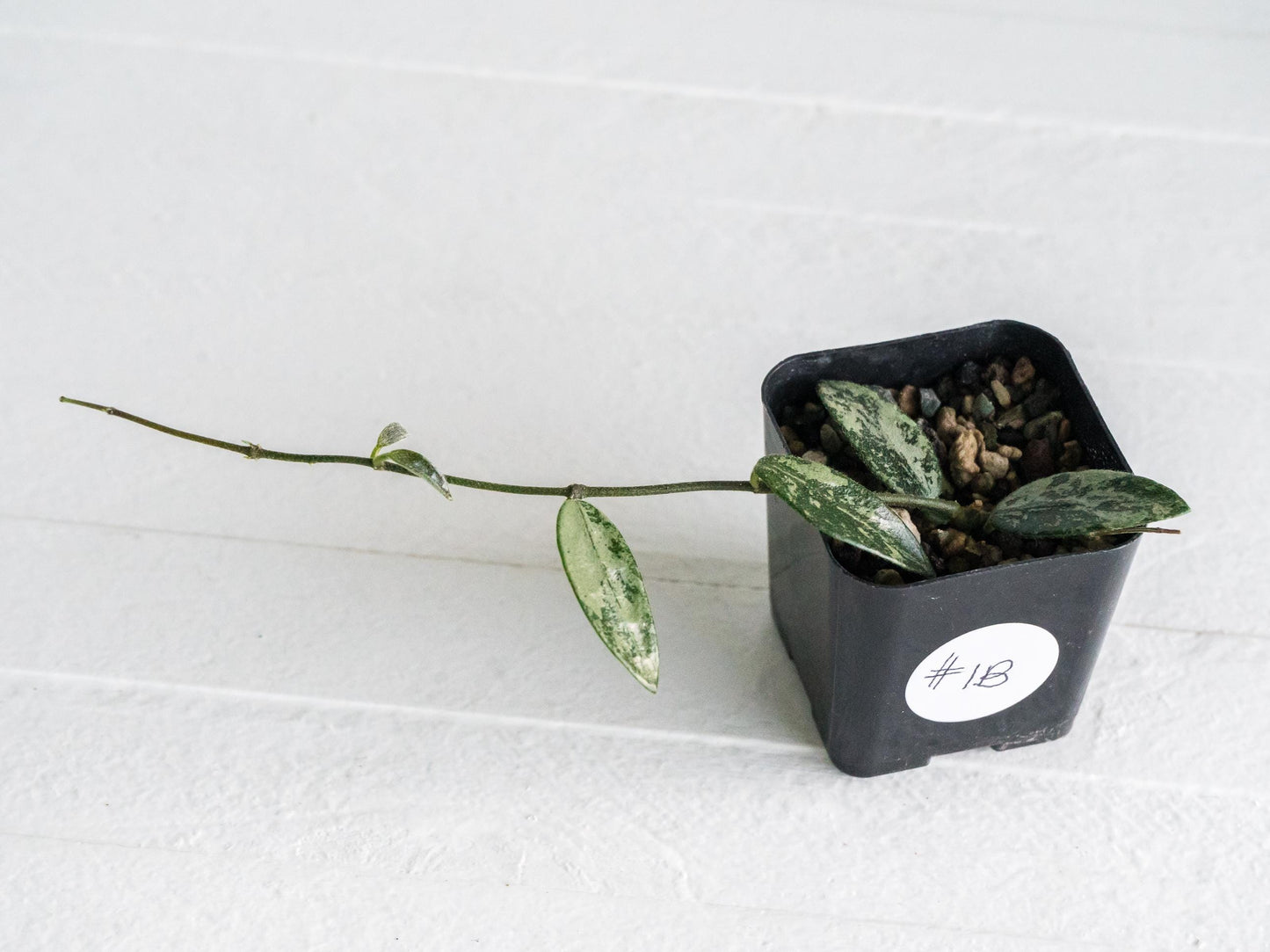 Hoya lima (Splash) | 2-Inch