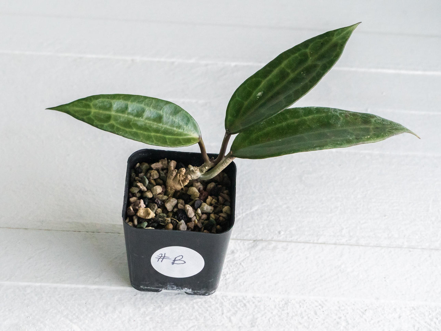 Hoya jasper blink | 2-Inch