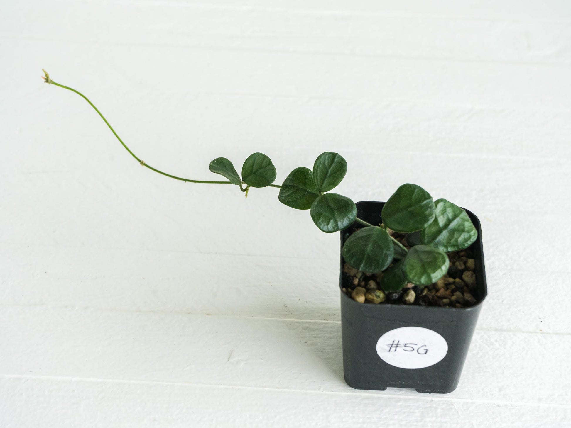 Hoya obcordata | 2-Inch