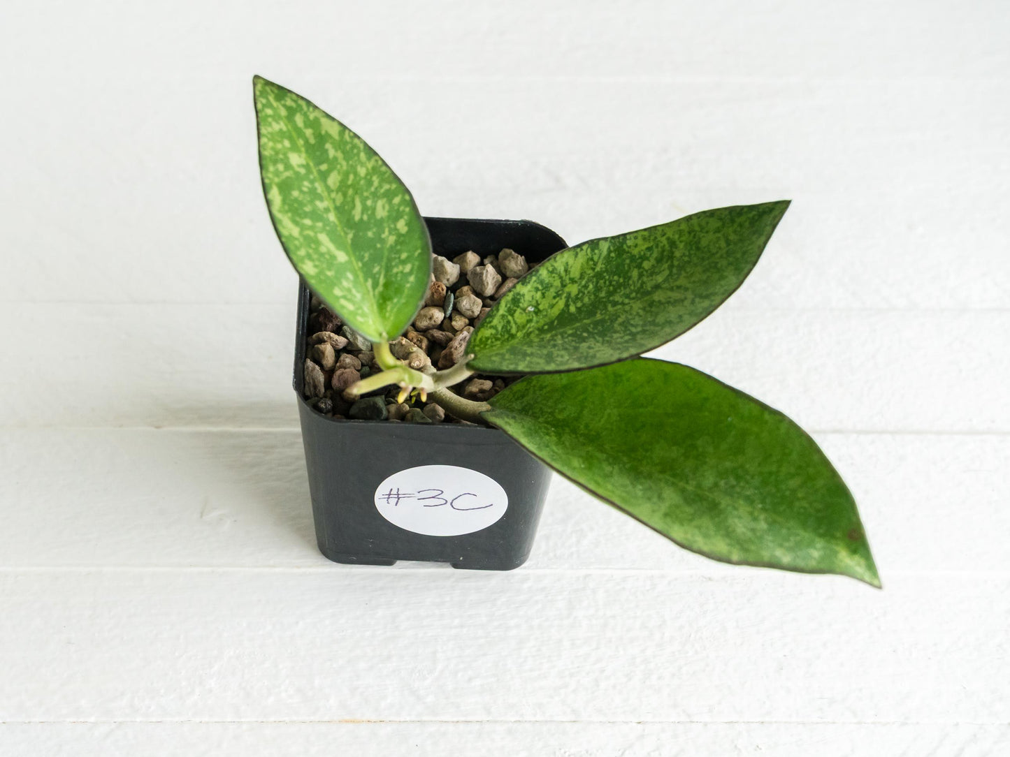 Hoya icensis (Splash) fka Patcharawalai (023) | 2-Inch