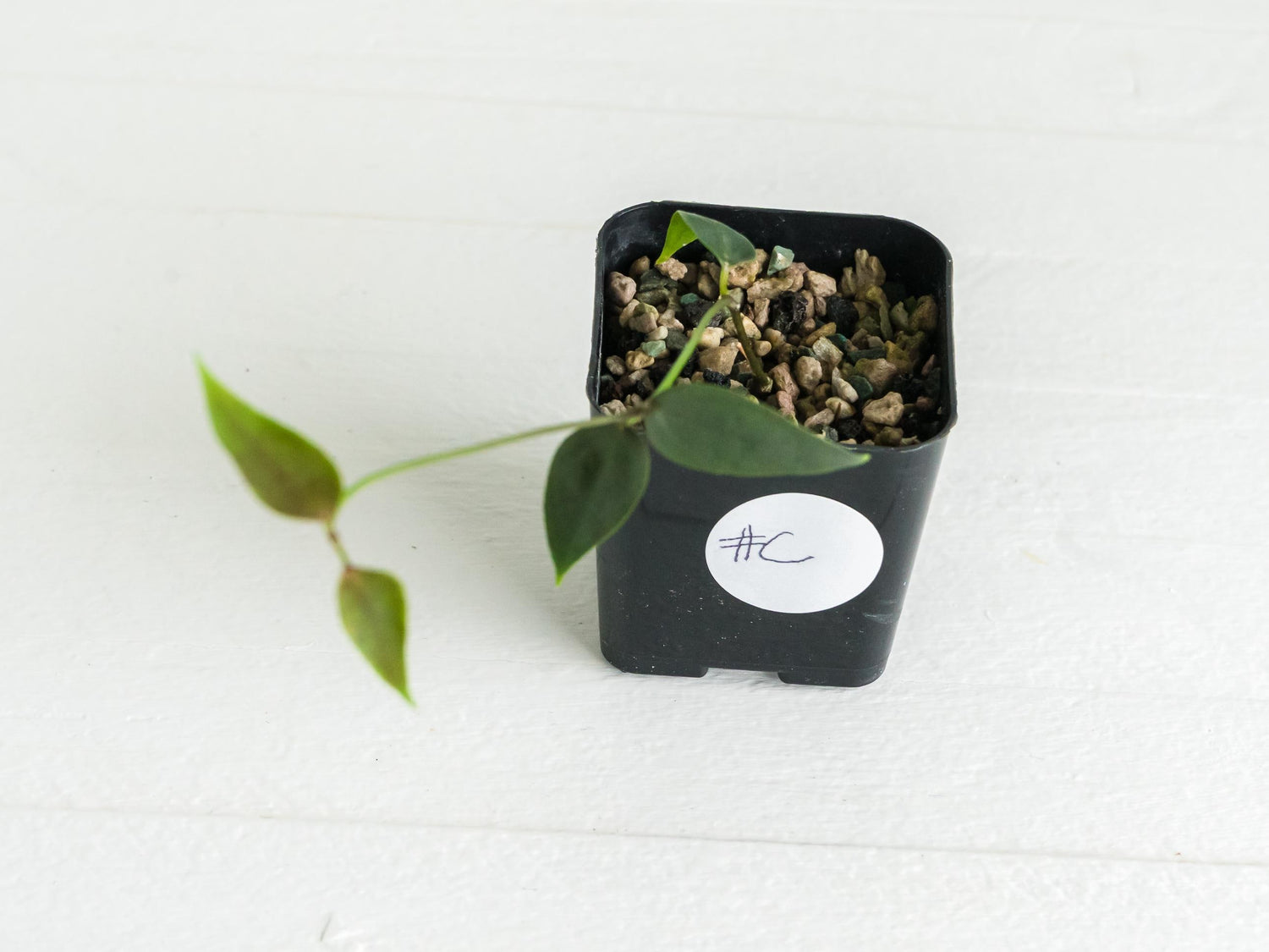 Hoya carrii (NS13-064) | 2-Inch