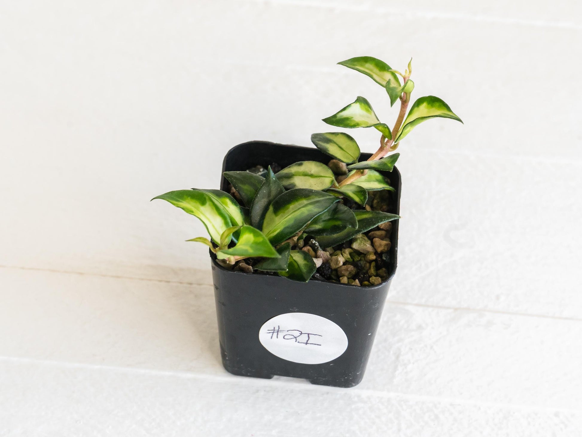 Hoya lacunosa 'Tricolor Bruno' | 2-Inch