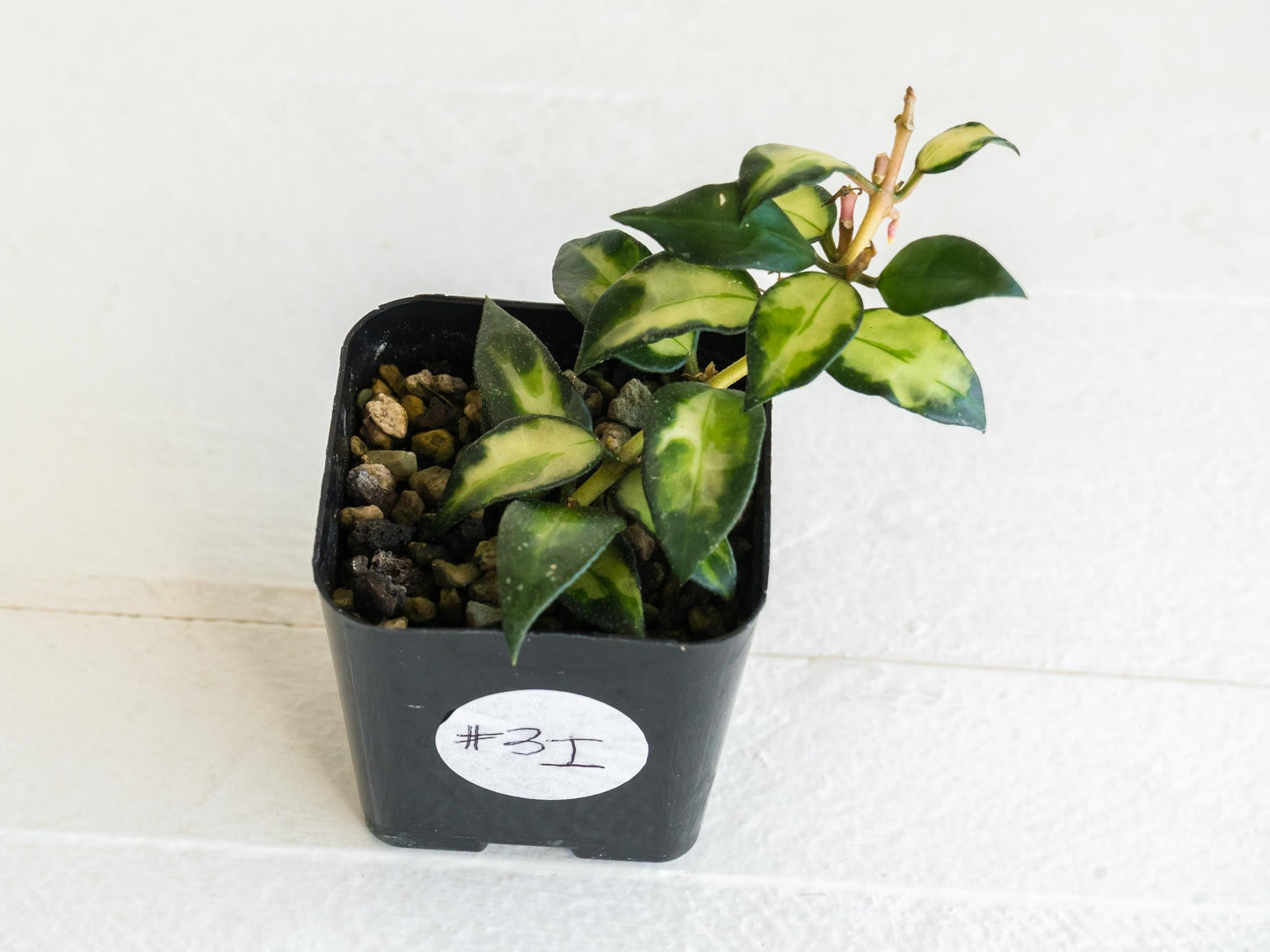 Hoya lacunosa 'Tricolor Bruno' | 2-Inch