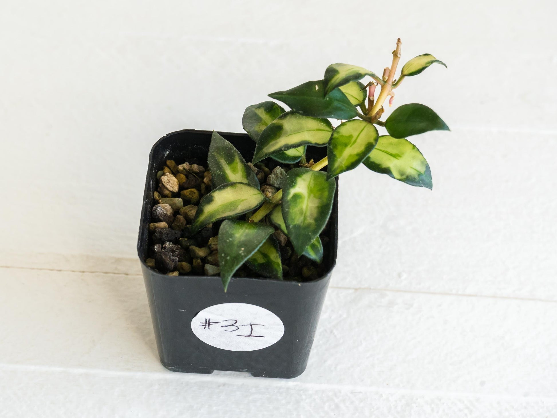 Hoya lacunosa 'Tricolor Bruno' | 2-Inch