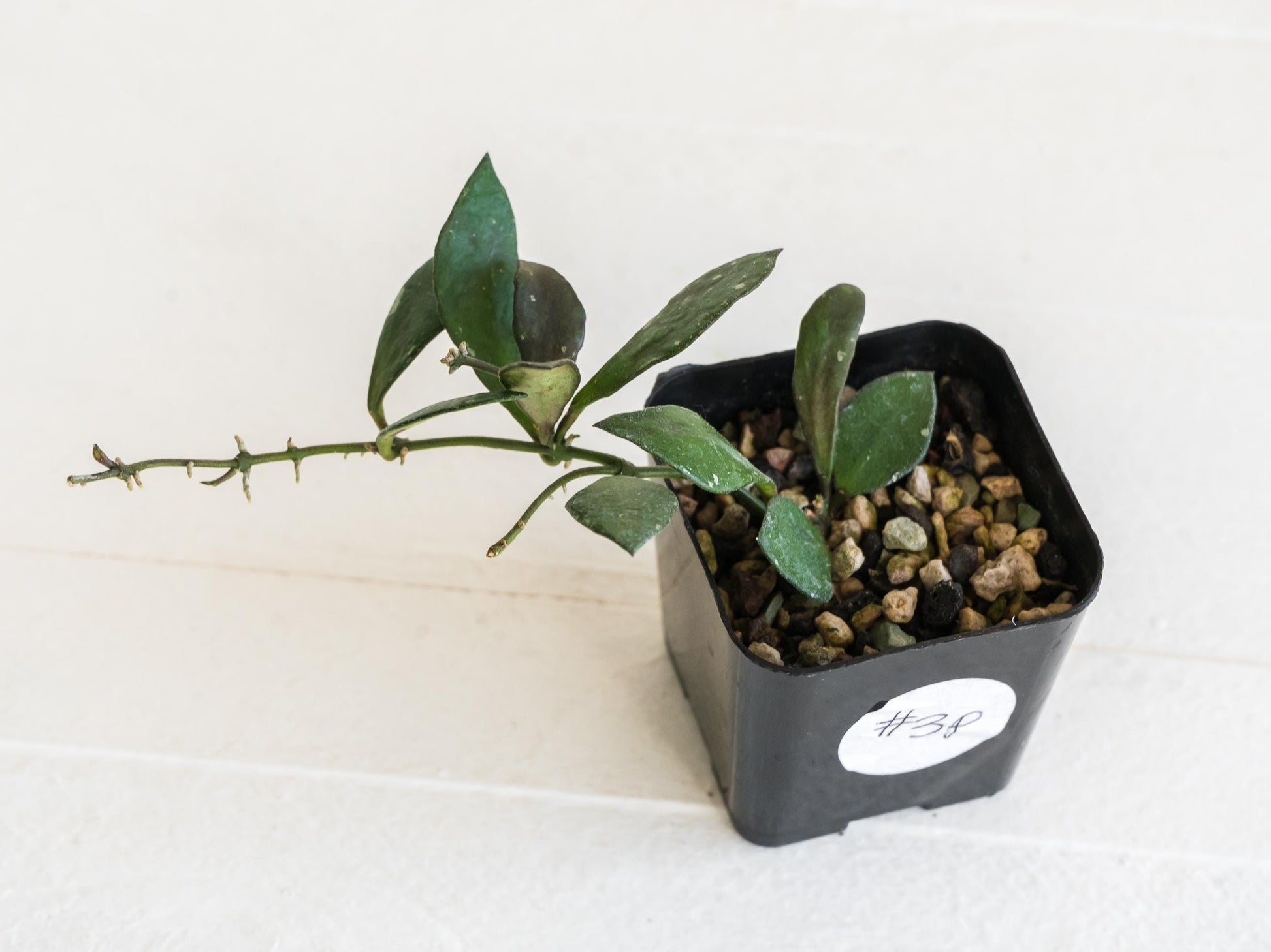 Hoya borneo (Small Leaf) | 2-Inch