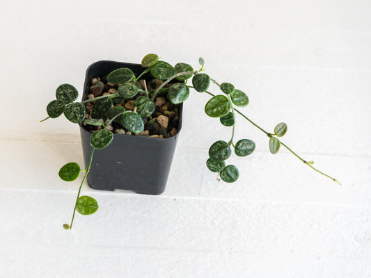 Hoya serpens (Splash) | Large 2-Inch