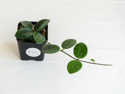 Hoya 'Mathilde' | 2-Inch