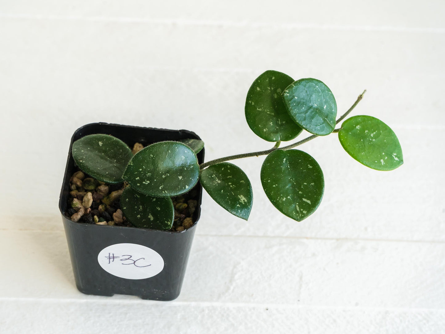 Hoya 'Mathilde' | 2-Inch