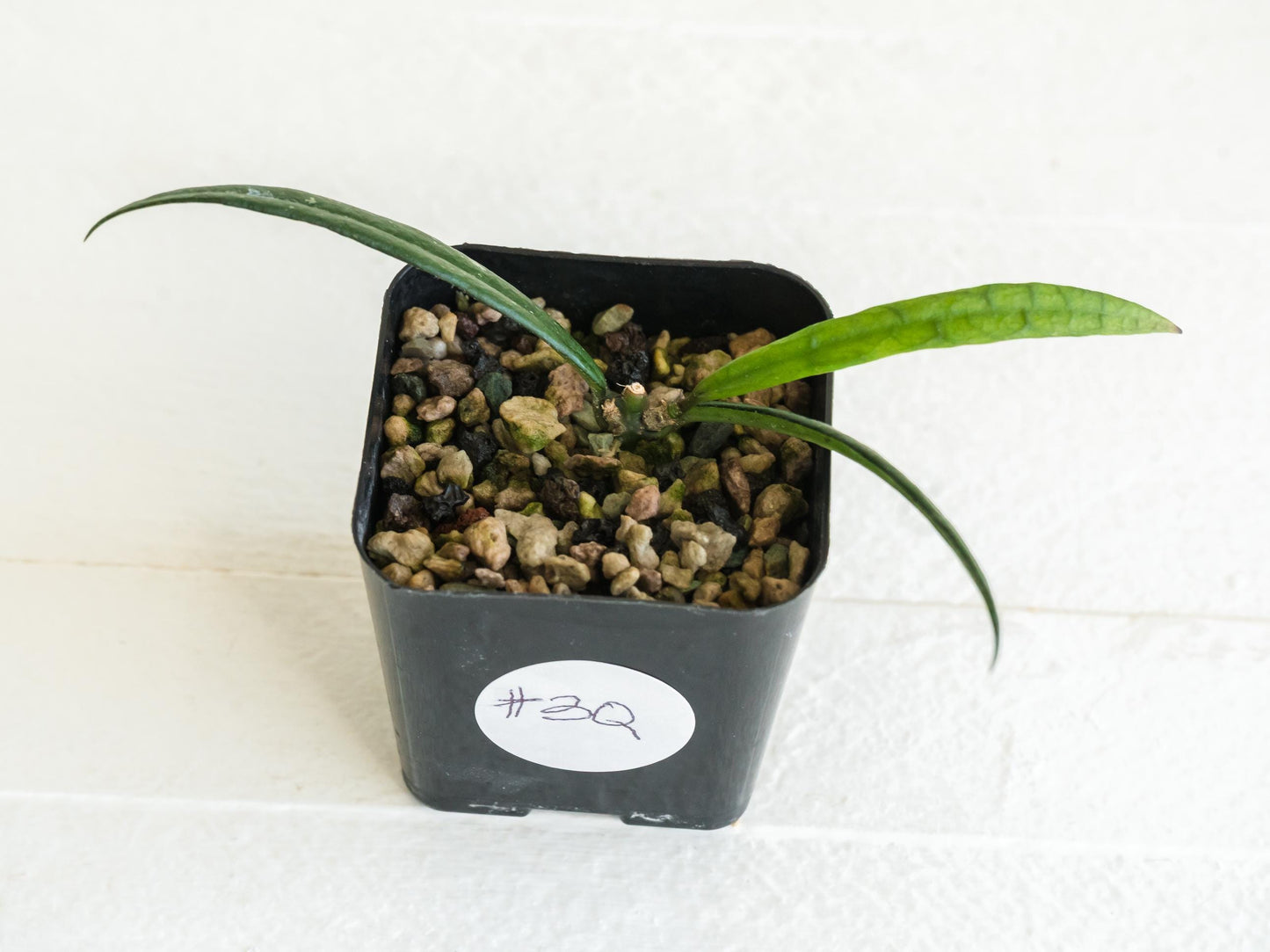 Hoya pauciflora | 2-Inch