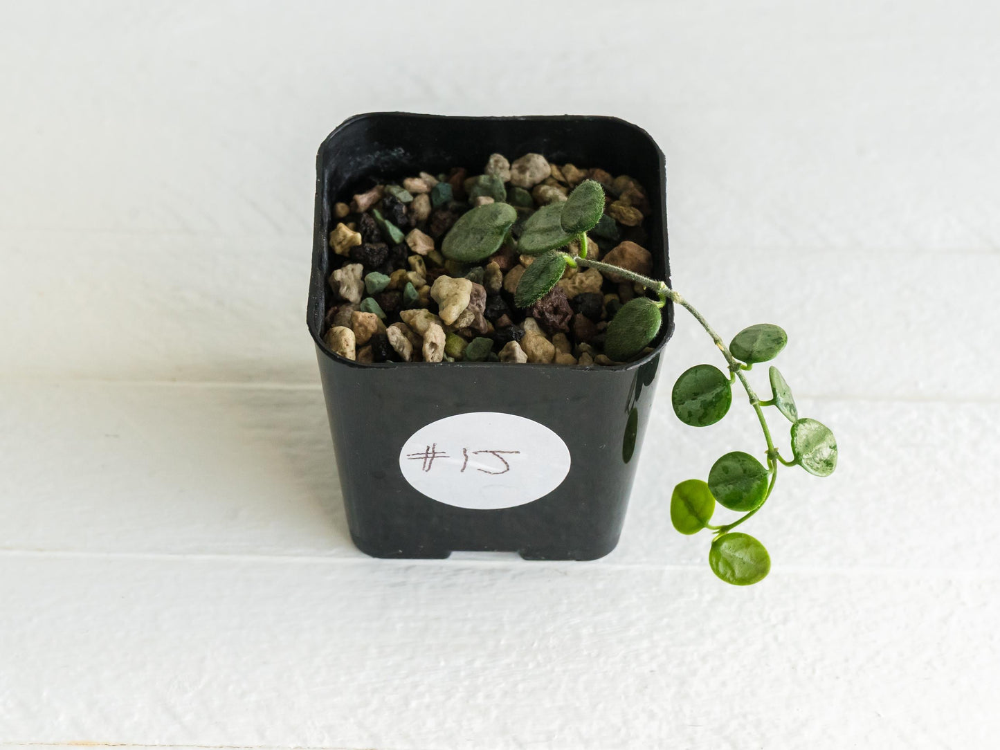 Hoya serpens (Silver) | 2-Inch