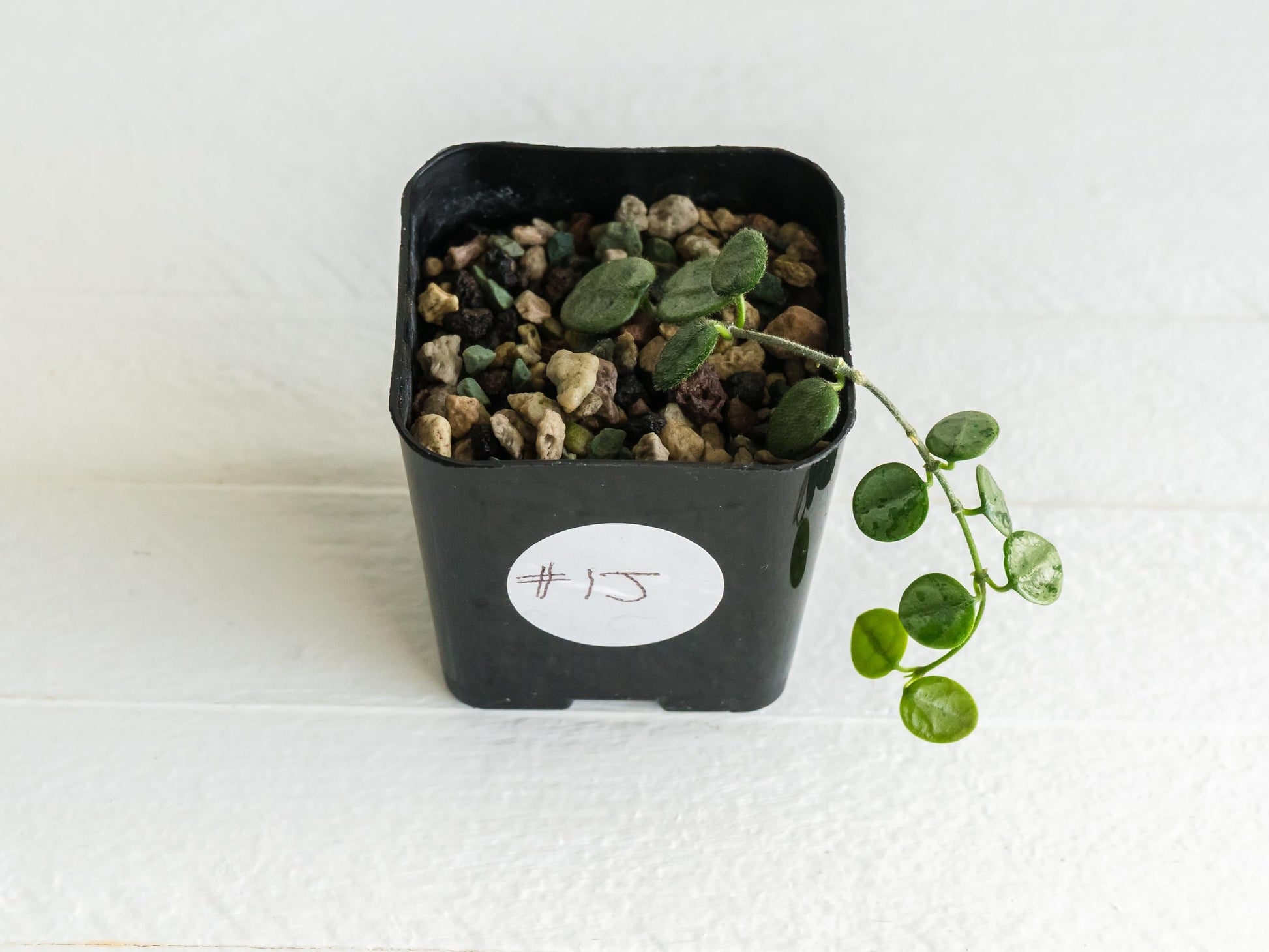 Hoya serpens (Silver) | 2-Inch