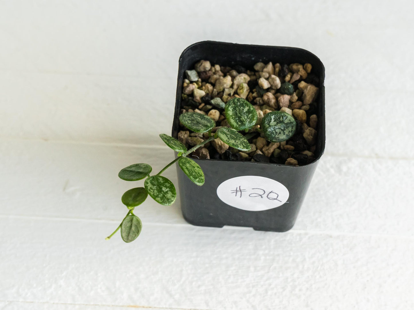 Hoya serpens (Splash) | 2-Inch