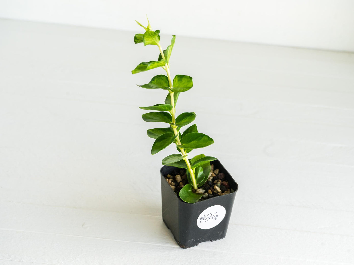 Hoya cumingiana (Inner Variegated) | 2-Inch