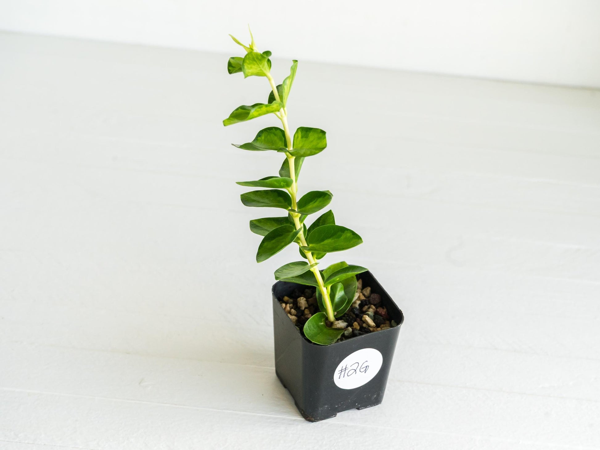 Hoya cumingiana (Inner Variegated) | 2-Inch