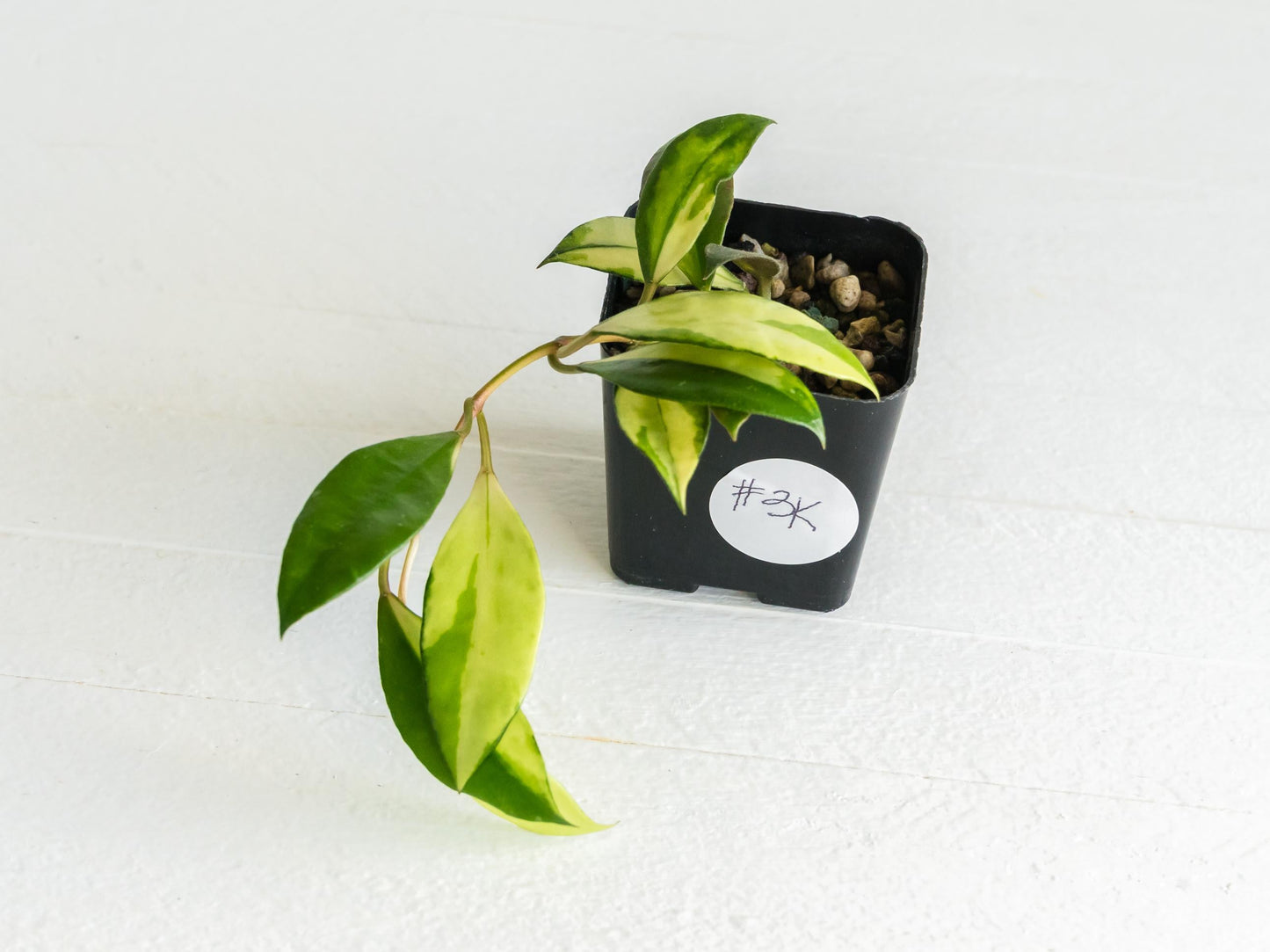 Hoya walliniana (Inner Variegated) | 2-Inch