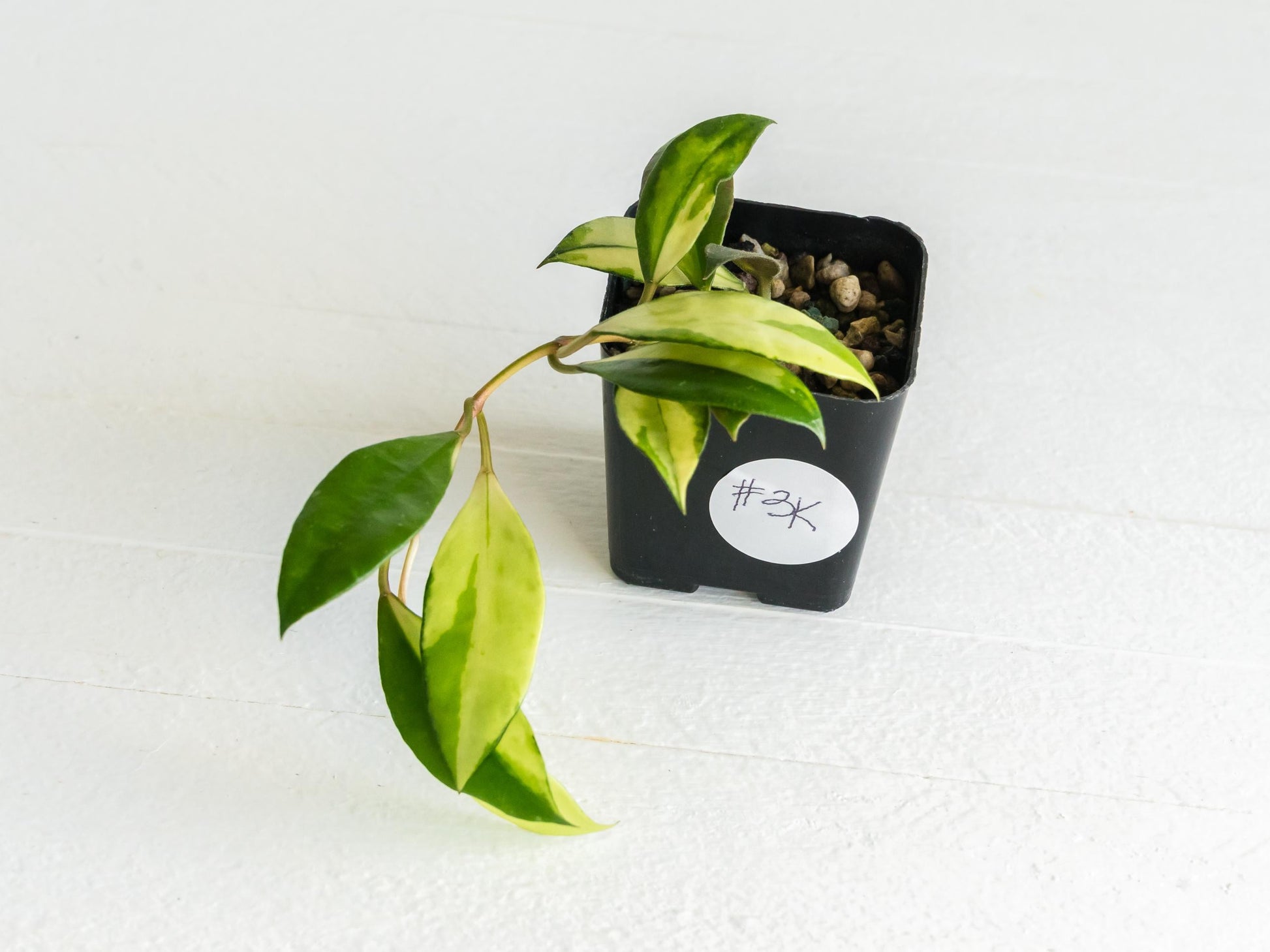 Hoya walliniana (Inner Variegated) | 2-Inch