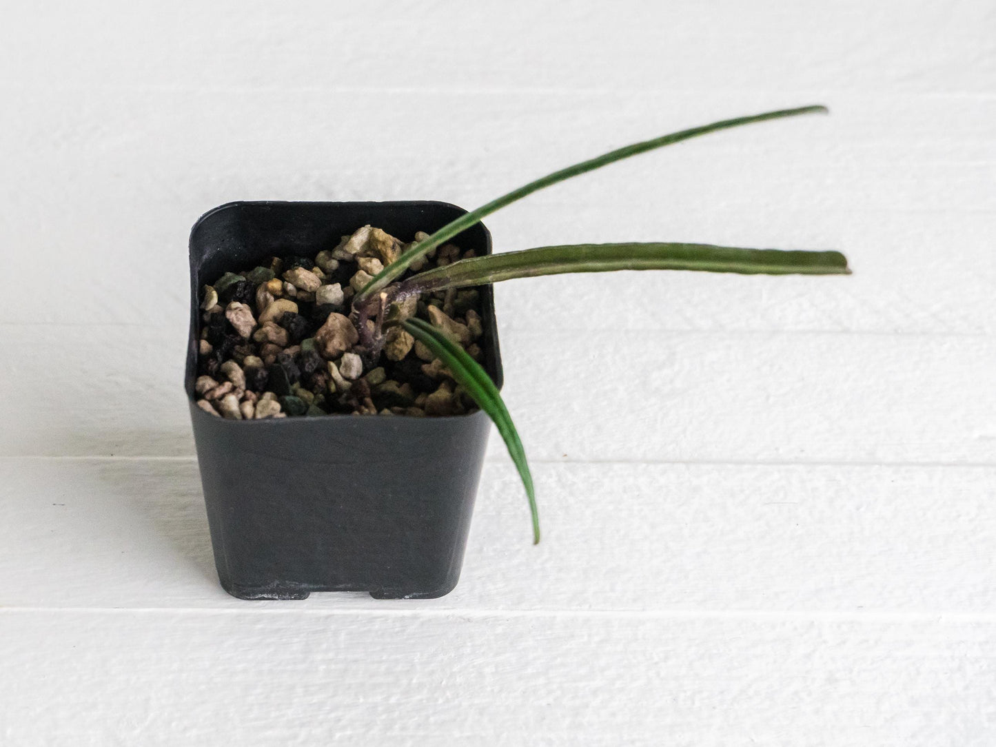 Hoya insularis | 2-Inch