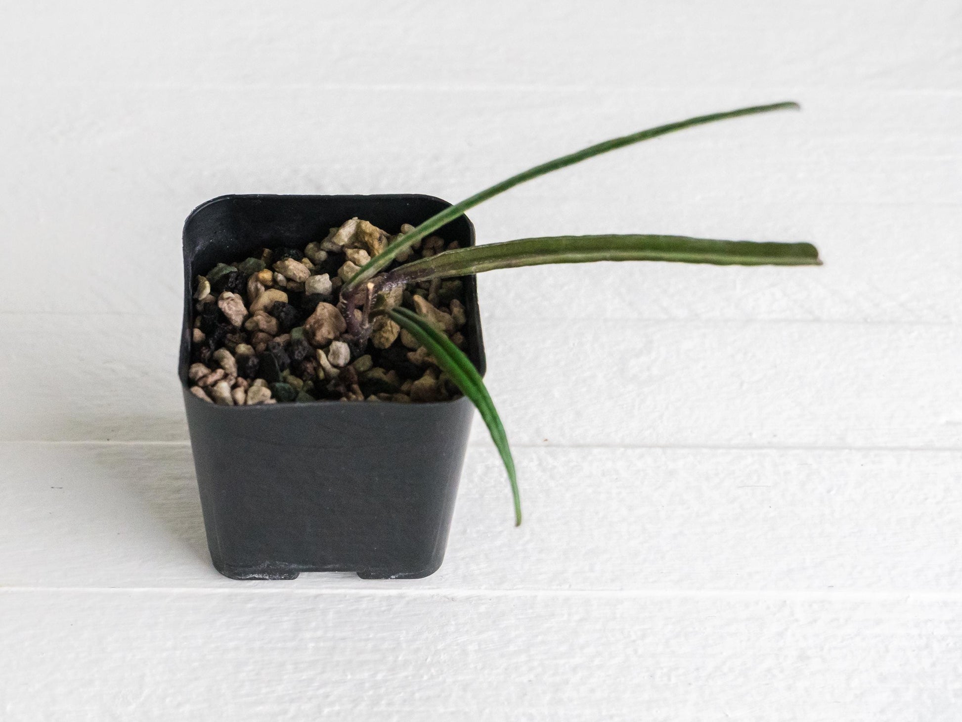 Hoya insularis | 2-Inch