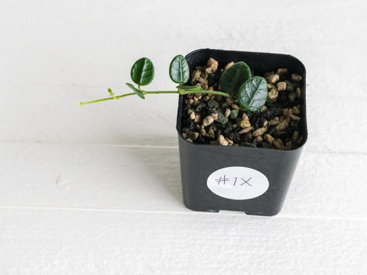 Hoya tengchongensis | 2-Inch