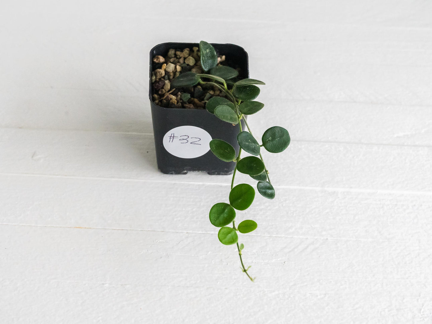 Hoya serpens | 2-Inch