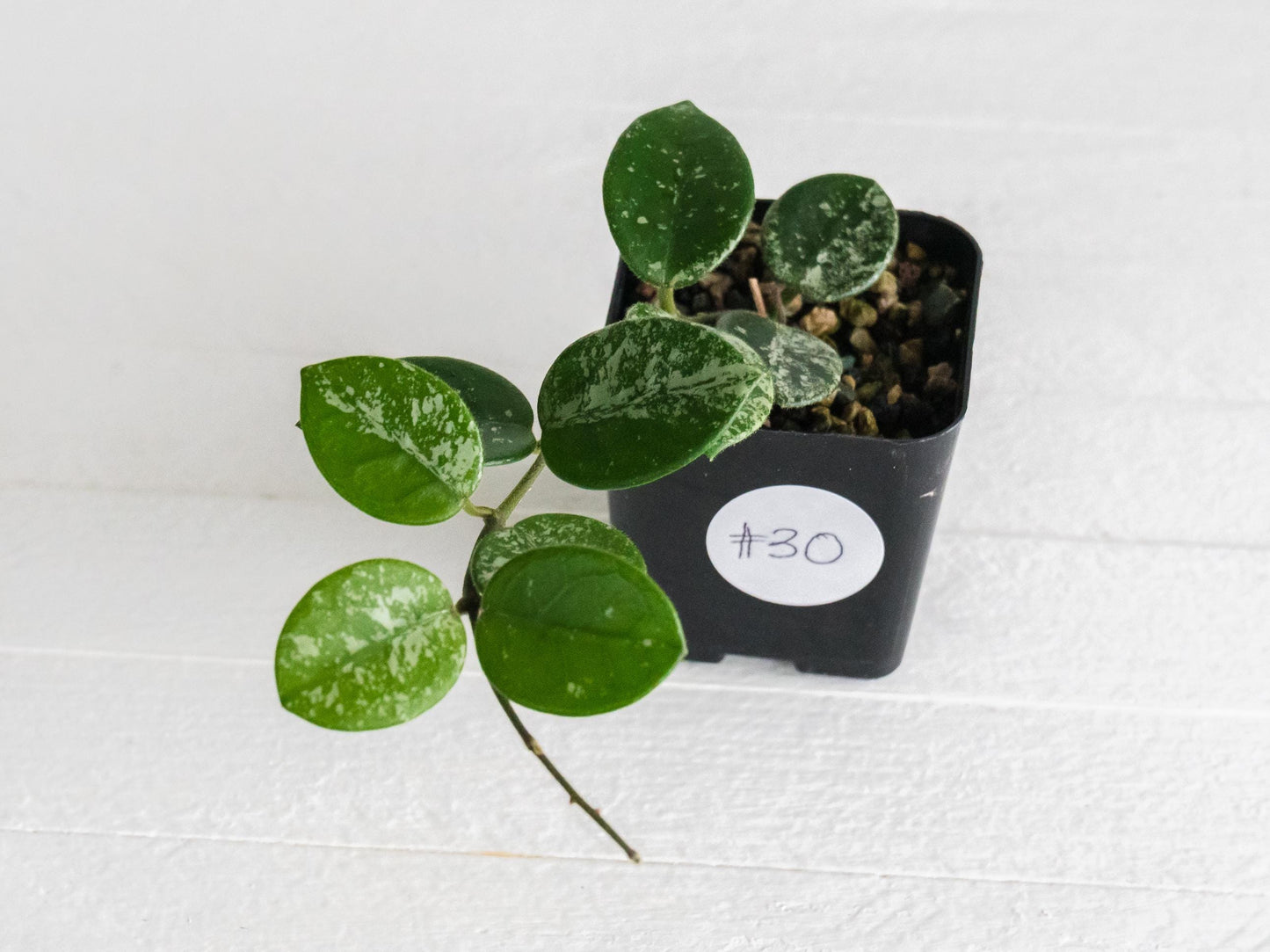 Hoya 'Mathilde' (Splash) | 2-Inch