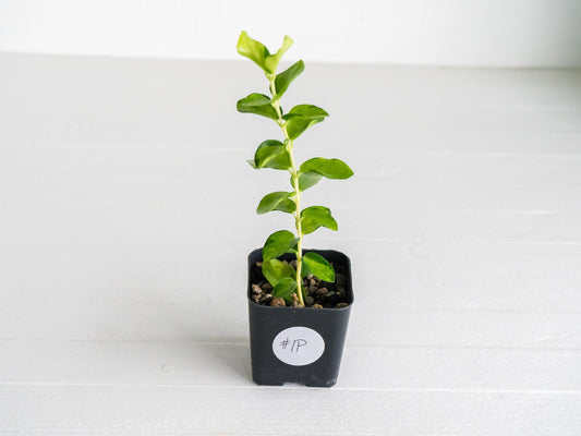 Hoya cumingiana (Inner Variegated) | 2-Inch