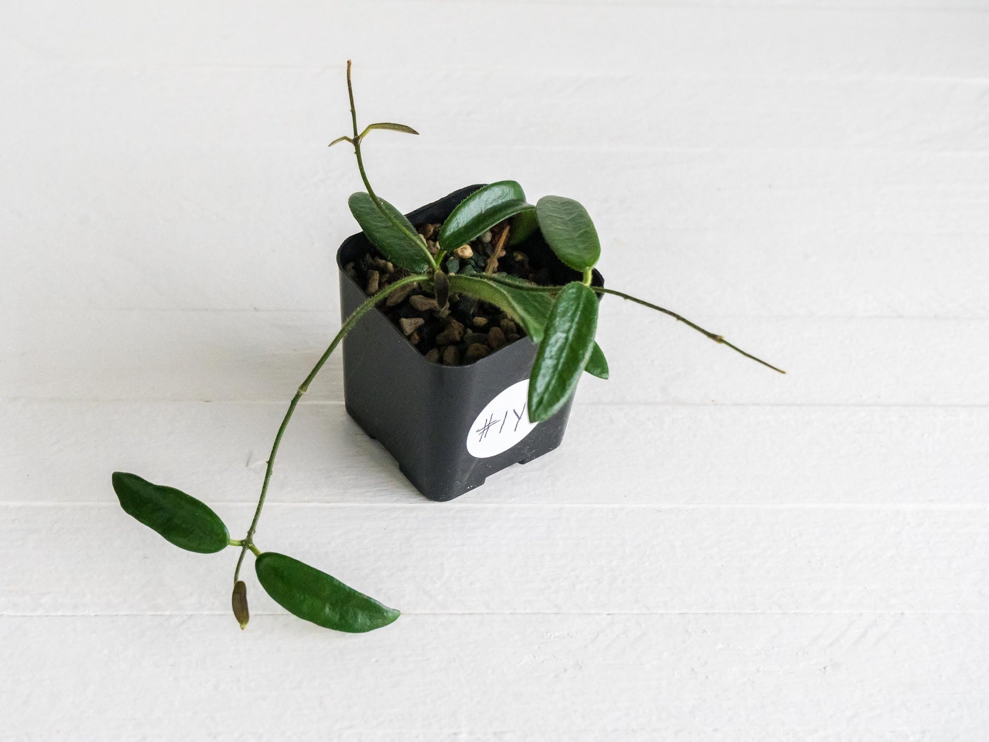 Hoya lyi | 2-Inch