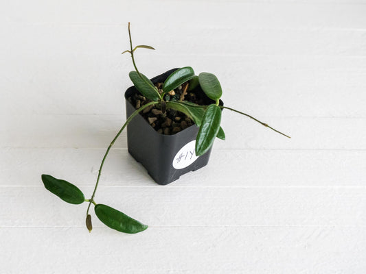 Hoya lyi | 2-Inch