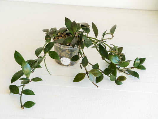 Hoya sipitangensis | 3-Inch