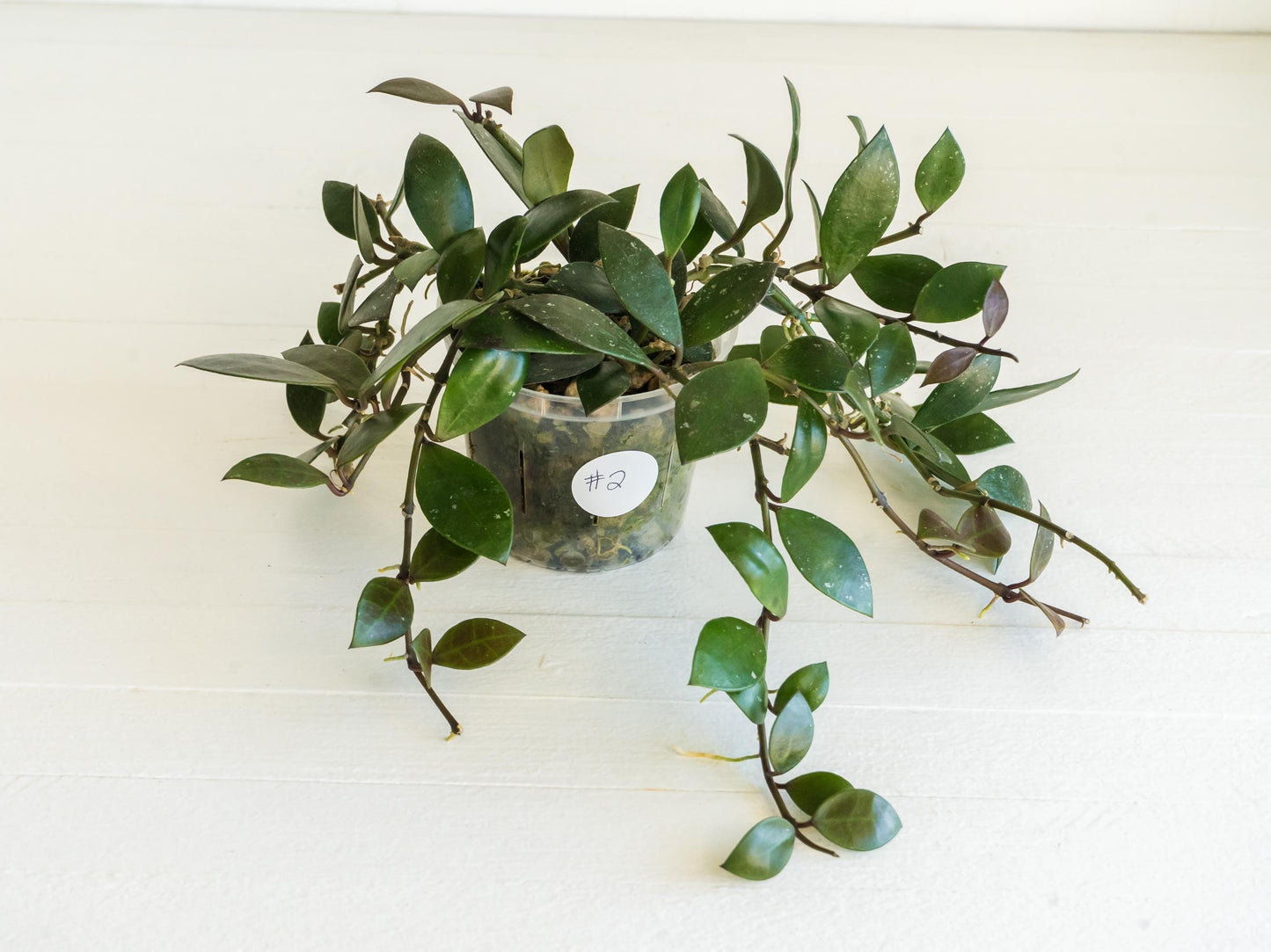 Hoya sipitangensis | 3-Inch