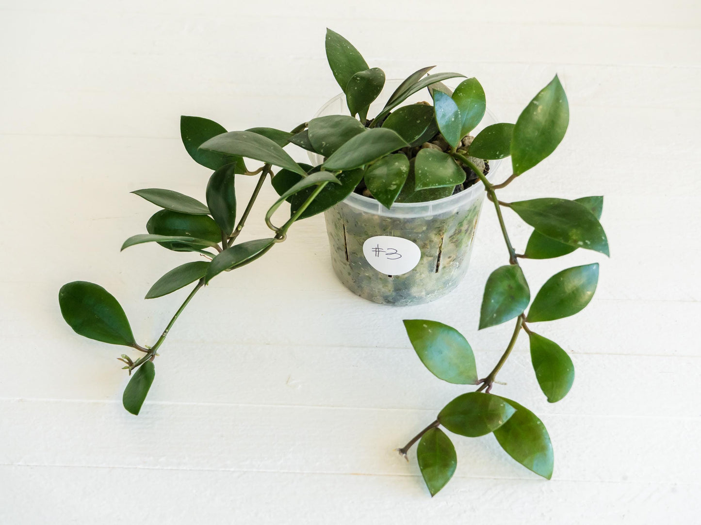 Hoya sipitangensis | 3-Inch