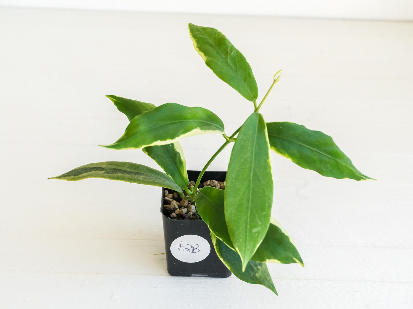 Hoya pimenteliana (Albo / Outer Variegated) | 2-Inch