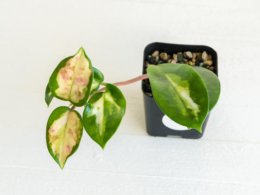 Hoya carnosa 'Madara Green Edge' | 2-Inch