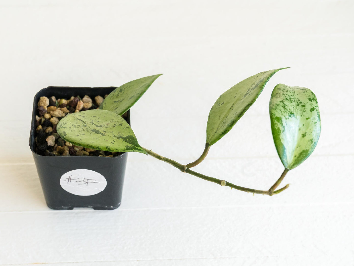 Hoya 'Snow Cui' (Silver) | 2-Inch