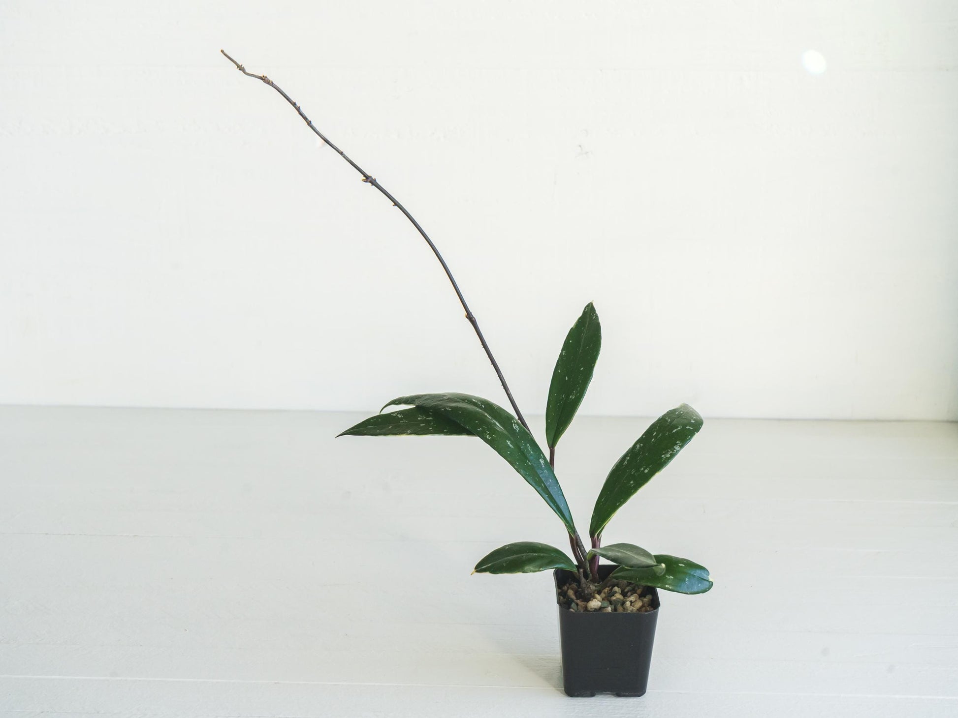 Hoya pubicalyx (Albo, Splash) | 2-Inch