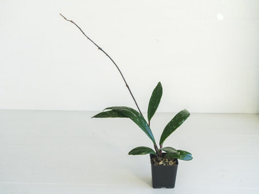 Hoya pubicalyx (Albo, Splash) | 2-Inch