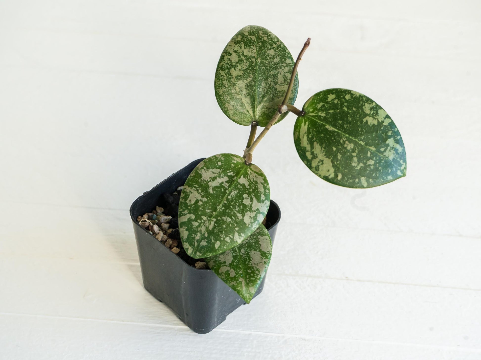 Hoya 'Wibergiae Round Leaf' (DMW-001-C) [verticillata (ex. wibergiea) x unknown] | 2-Inch
