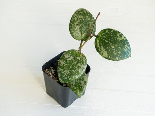 Hoya 'Wibergiae Round Leaf' (DMW-001-C) [verticillata (ex. wibergiea) x unknown] | 2-Inch