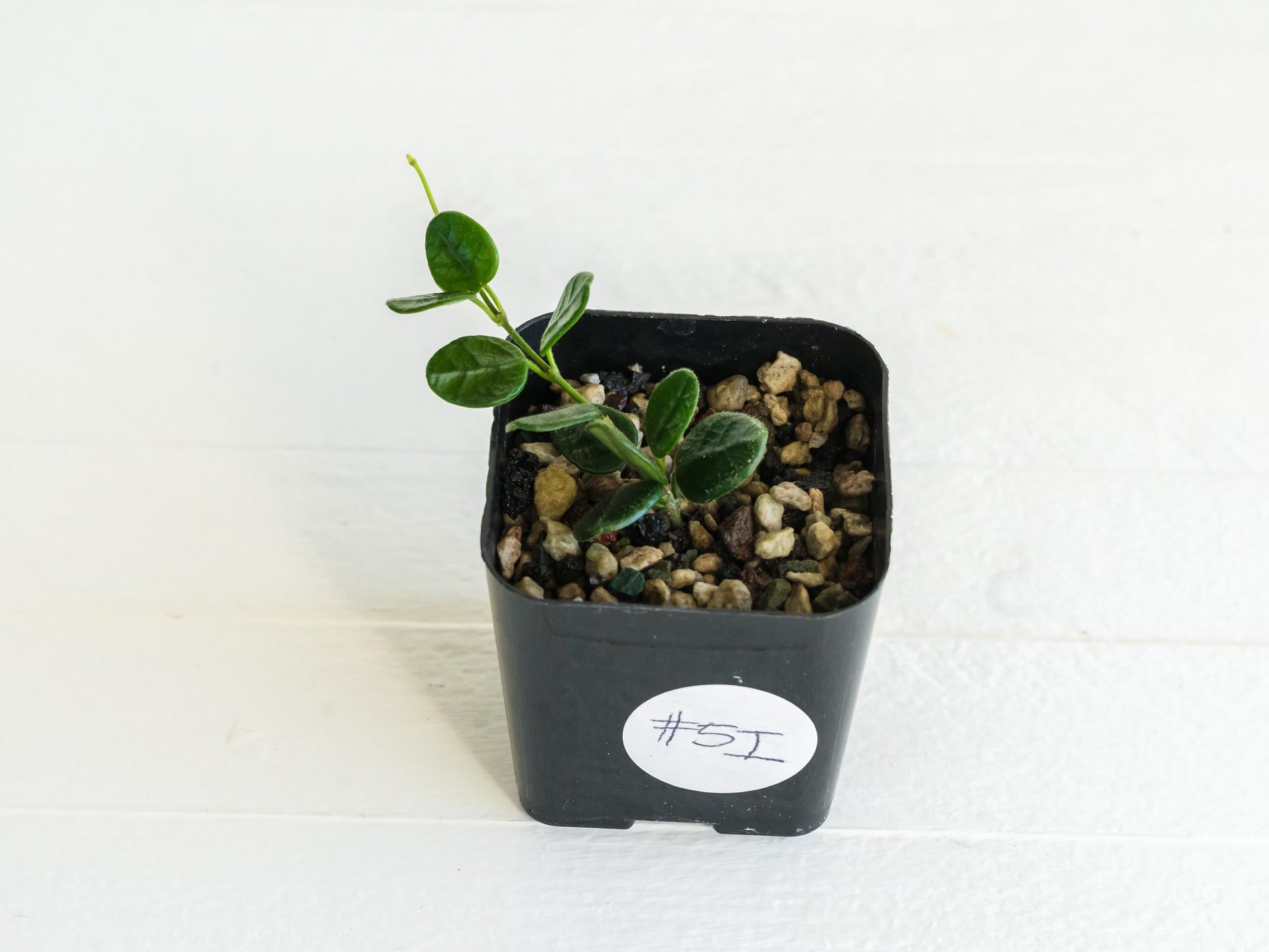 Hoya tengchongensis | 2-Inch