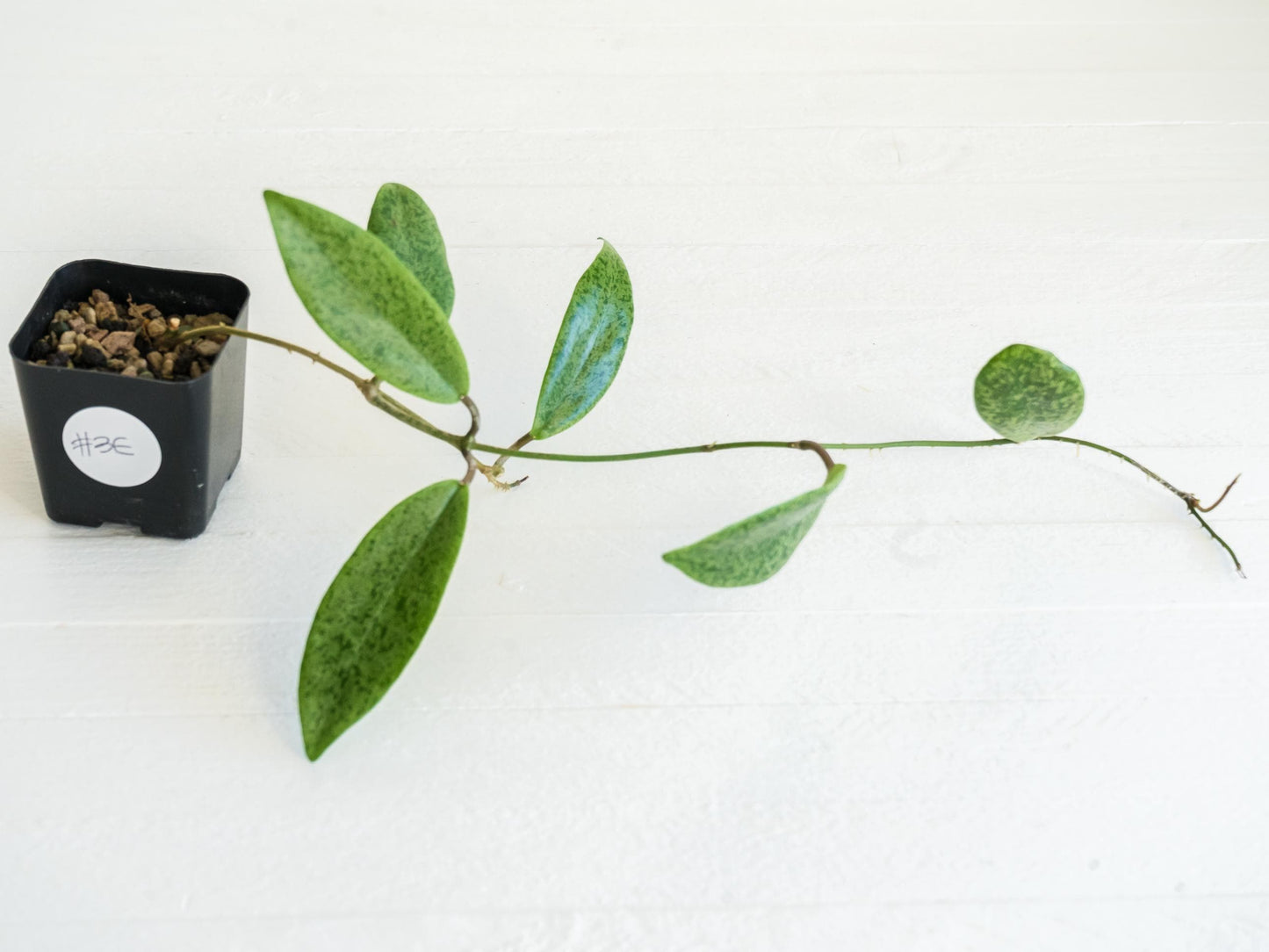 Hoya 'Jita Silver' | 2-Inch