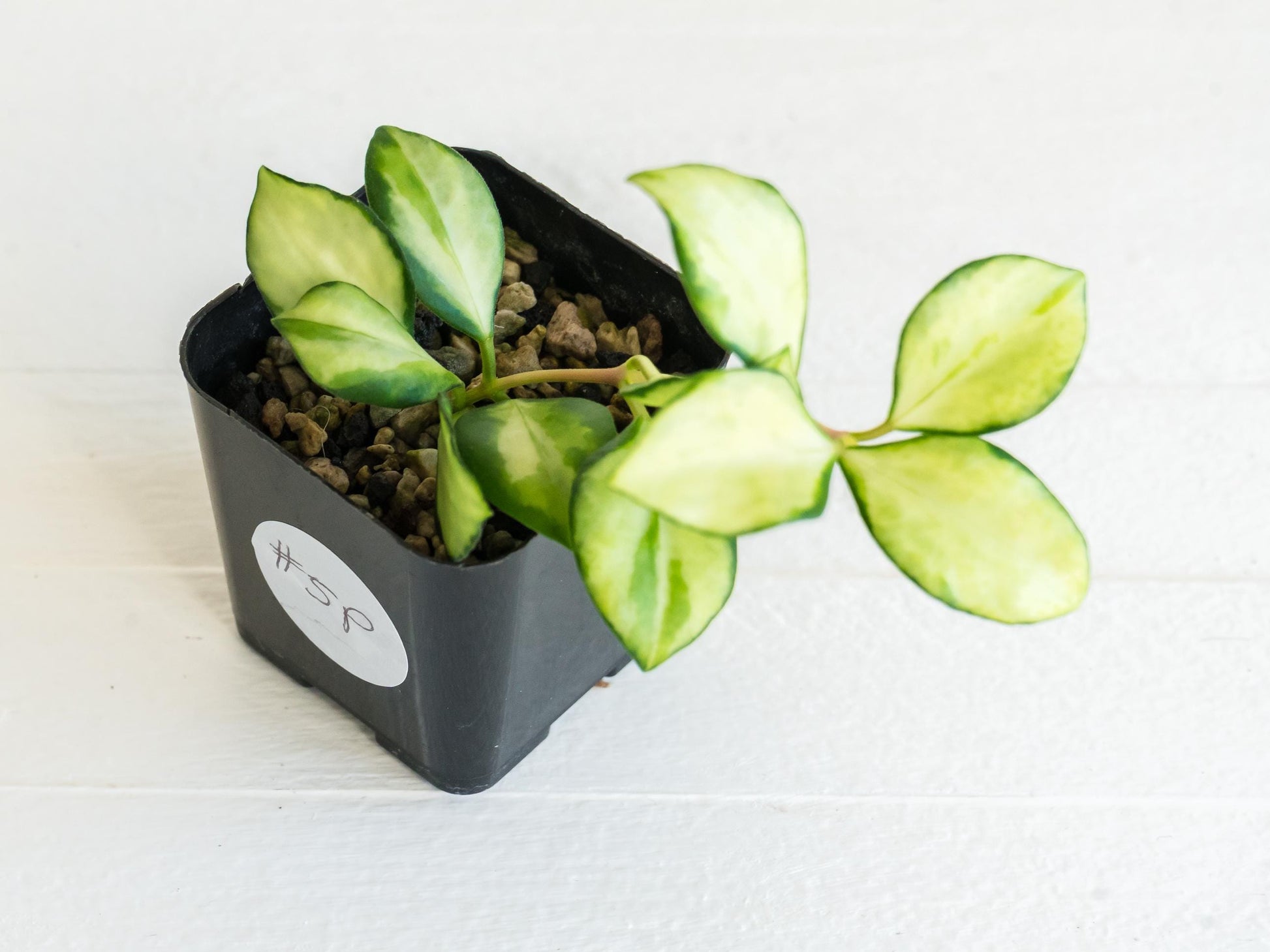 Hoya heuschkeliana (Inner Variegated)| 2-Inch