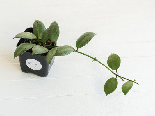 Hoya lacunosa 'Silver Mint Coin' | 2-Inch