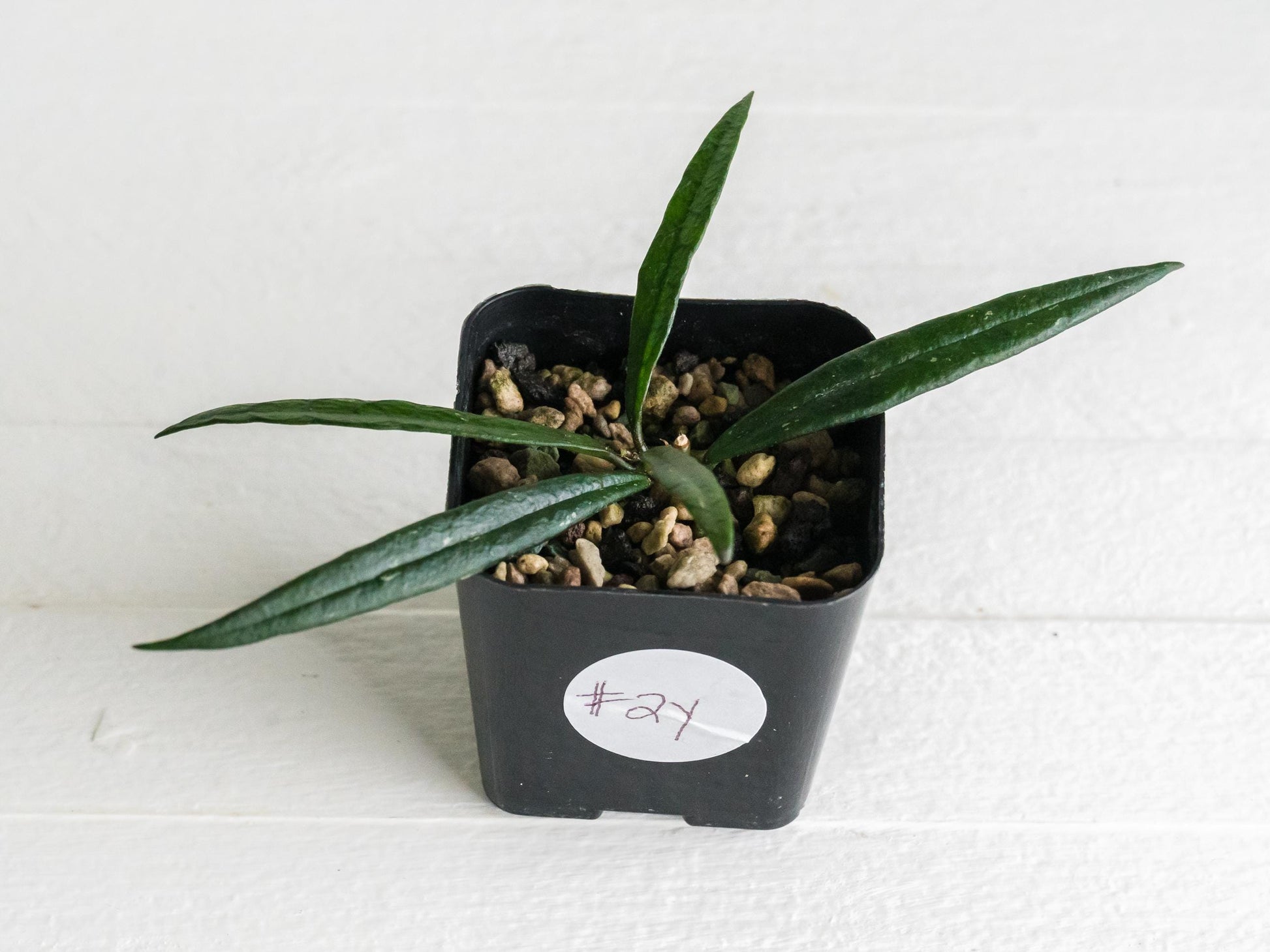 Hoya pauciflora | 2-Inch