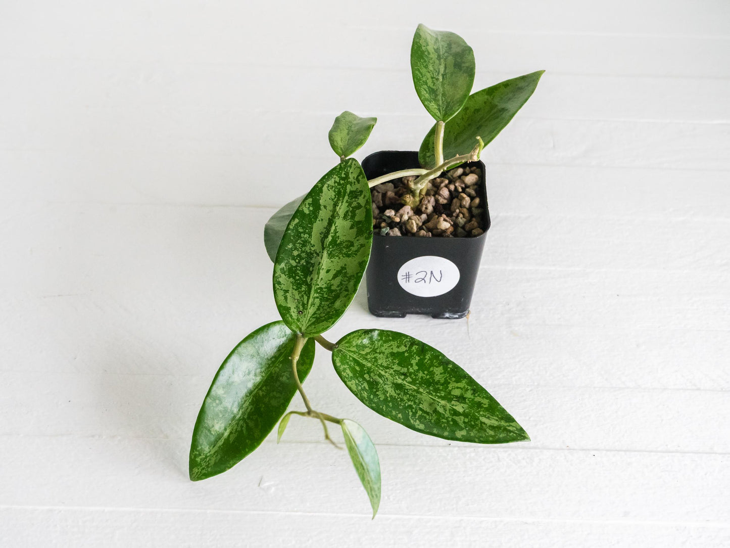 Hoya 'Rime' (Splash) | 2-Inch