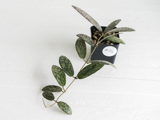Hoya sigillatis 'Round Leaf' aka sigillatis (Silver) AH001 | 2-Inch