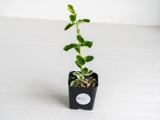 Hoya cumingiana (Albo | Outer Variegated) | 2-Inch