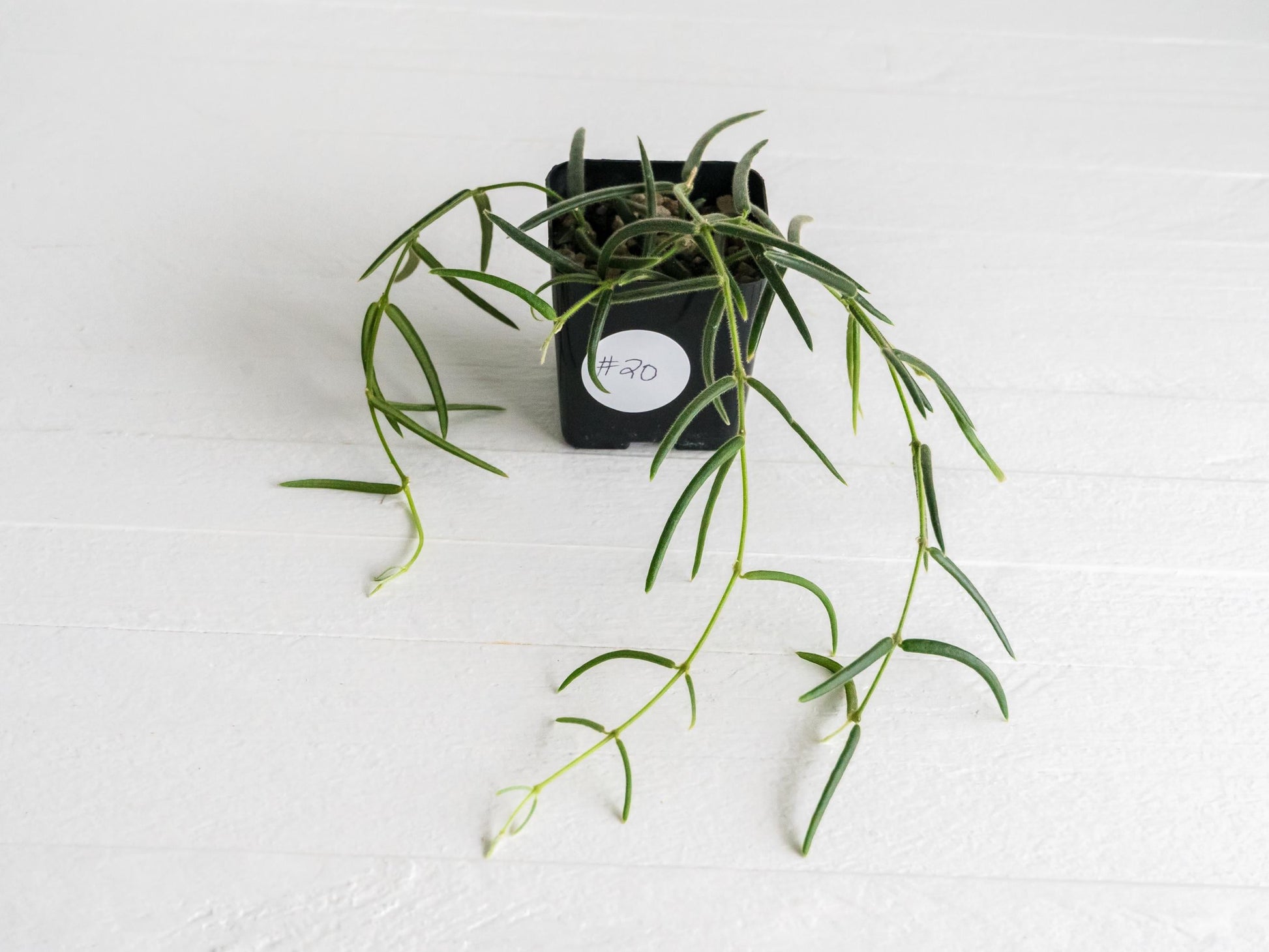Hoya linearis | 2-Inch